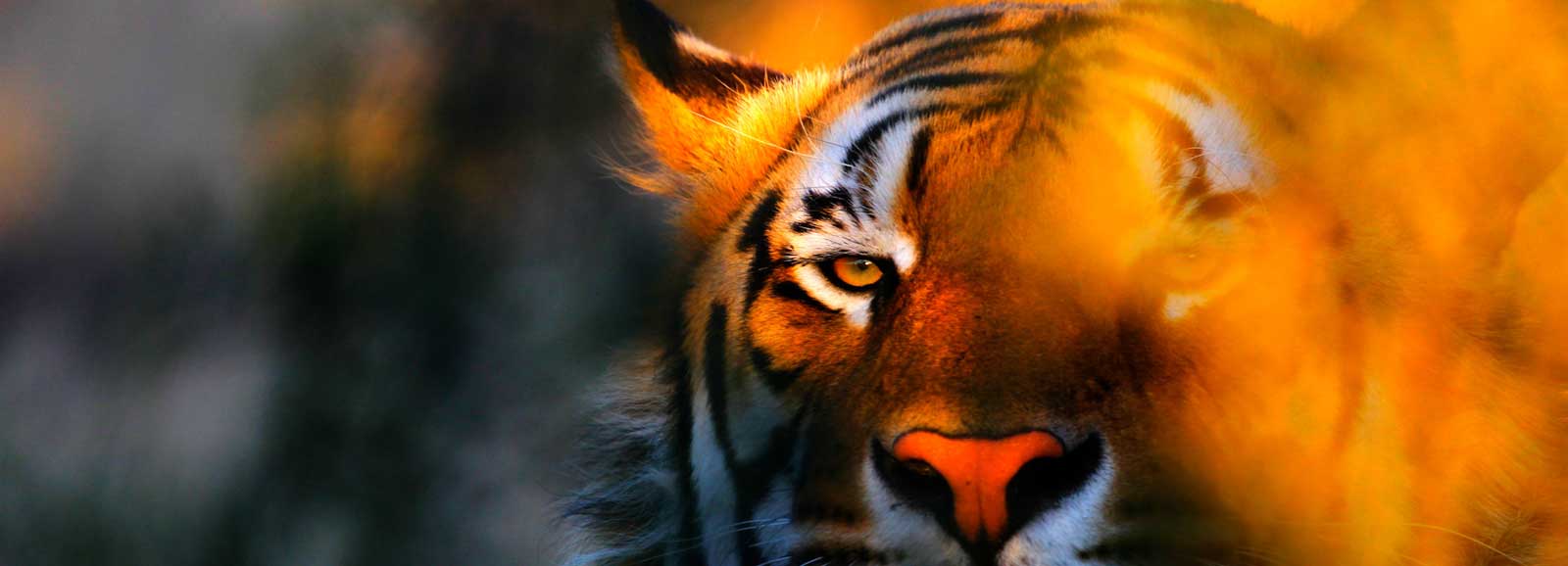 India Tiger Safari Cities
